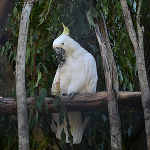Sulphur-crested Cockatoo