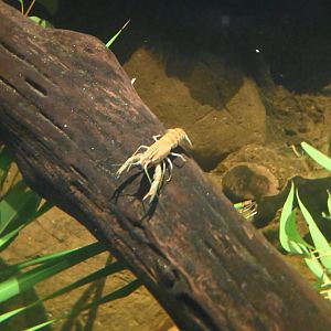 Common Yabby