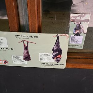 Flying-fox signage