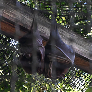 Little Red Flying-fox