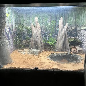 Cypress Swamp: Indigo Snake Habitat