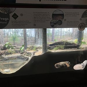Cypress Swamp: Sandhill Habitat under Renovation