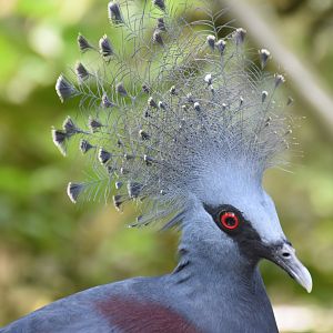 Victoria Crowned Pigeon (Goura victoria)