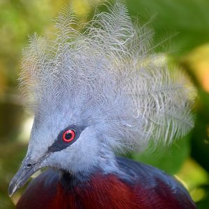 Sclater's Crowned Pigeon (Goura sclaterii)