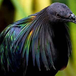 Nicobar Pigeon (Caloenas nicobarica)