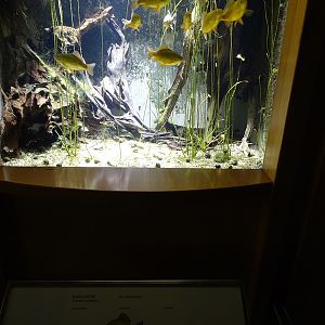 Tank for Crucian carp