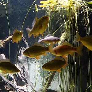 Crucian carp (Carassius carassius)