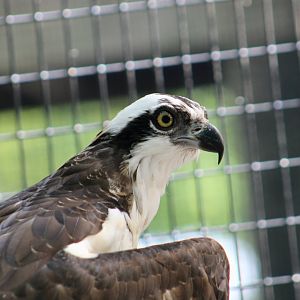 North American Osprey (Pandion haliaetus carolinensis)