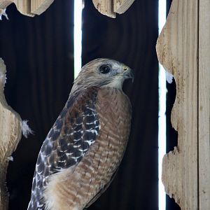 Red-Shouldered Hawk (Buteo lineatus extimus)