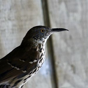 Brown Thrasher (Toxostoma rufum)
