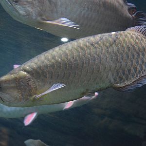 Scleropages jardinii