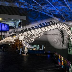 The skeleton of Blue whale (Balaenoptera musculus)