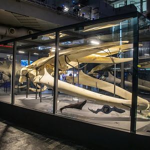 The skull of Blue whale (Balaenoptera musculus)