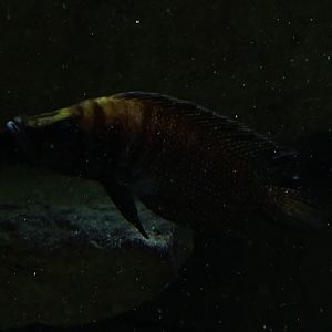 Altolamprologus calvus or A. compressiceps ?