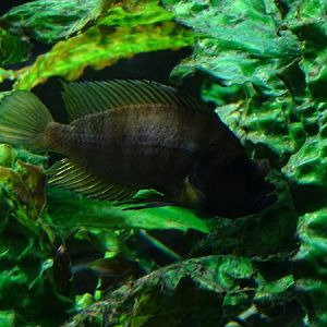 Altolamprologus calvus or A. compressiceps ?