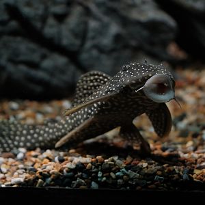 Bushymouth Catfish (Ancistrus dolichopterus)