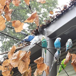 Outback Aviary  - Budgies