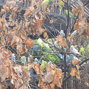 Outback Aviary - More Budgies