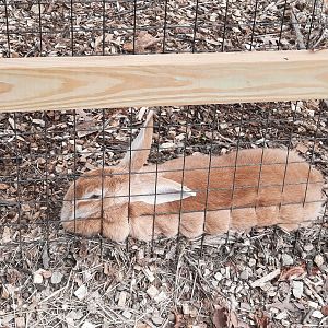 Flemish Rabbit