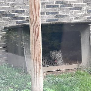 Snow Leopard Yawn