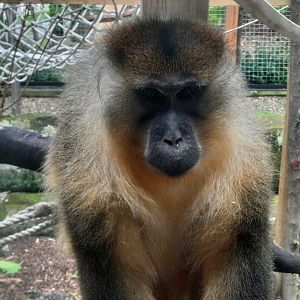 Golden Belly Mangabey