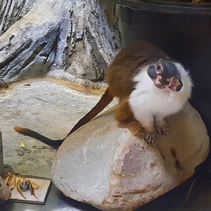 Pied Tamarin