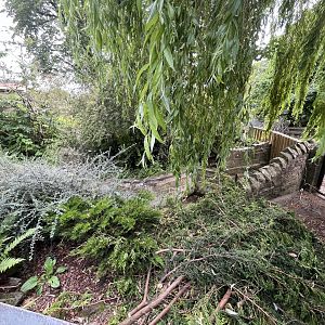 Former pool for Malayan tapir 17.7.23