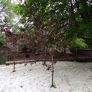 Pygmy hippo sandy area of enclosure 17.7.23