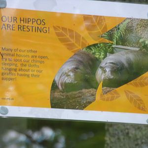 Pygmy hippo signage 17.7.23