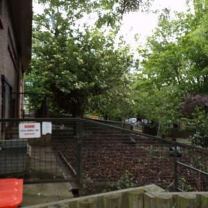 Pygmy hippo enclosure from hippo house side of enclosure 17.7.23