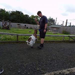 Animal antics- African pygmy goat show 17.7.23