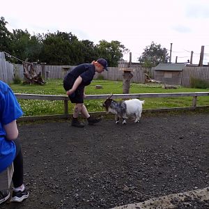 Animal antics- African pygmy goat show 17.7.23