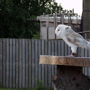 Animal antics- Barn owl show 17.7.23