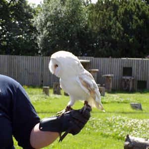 Animal antics- Barn owl show 17.7.23