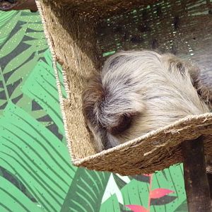 A clump of sloth 17.7.23