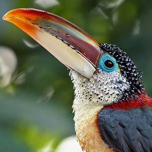 Curl-crested aracari (Pteroglossus beauharnaisii)