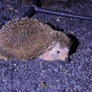 Algerian hedgehog (Atelerix algirus caniculus)