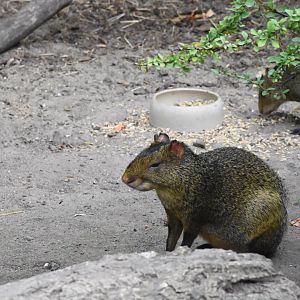 Azara's agouti - Tierpark Köthen