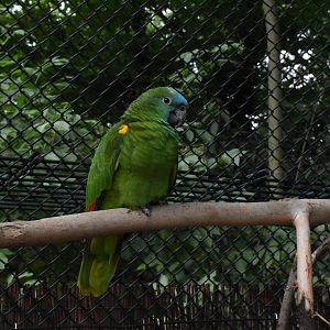 Yellow-winged turquoise-fronted amazon - Tierpark Köthen
