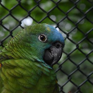 Yellow-winged turquoise-fronted amazon - Tierpark Köthen
