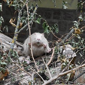 White coypu - Tierpark Köthen
