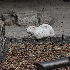 White coypu - Tierpark Köthen
