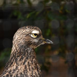 Spotted thick-knee