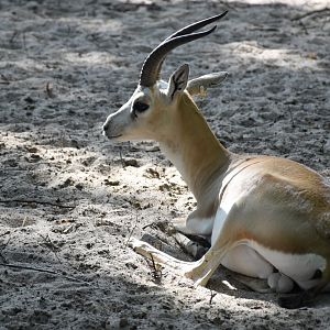 Persian goitered gazelle