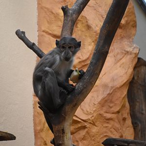 White-naped mangabey