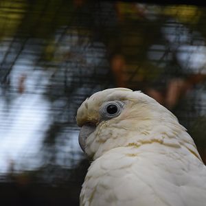 Red-vented cockatoo