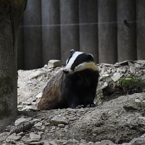 European badger