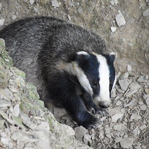 European badger