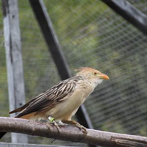 Guira cuckoo