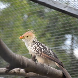 Guira cuckoo